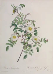 Rosa Redutea glauca, engraved by Chapuy, published by Remond